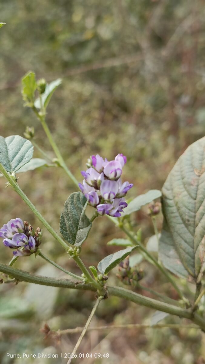 Cullen corylifolium - (L.) Medik.