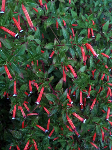 Cuphea lanceolata (Cigar flower) — photo
