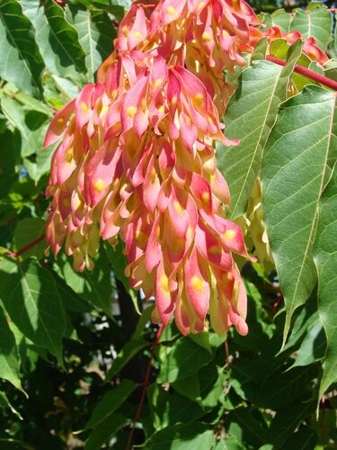 Curatella americana (Chaparro) — photo