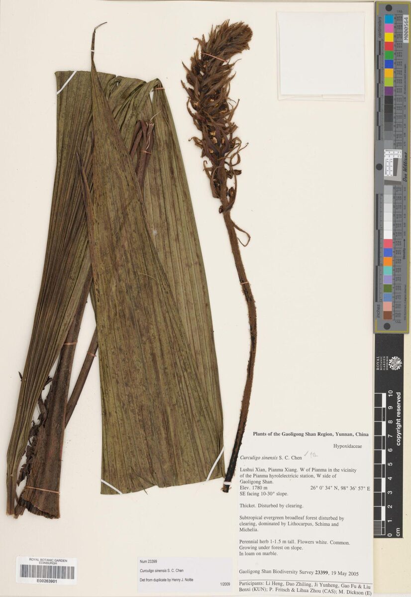 Curculigo sinensis — photo