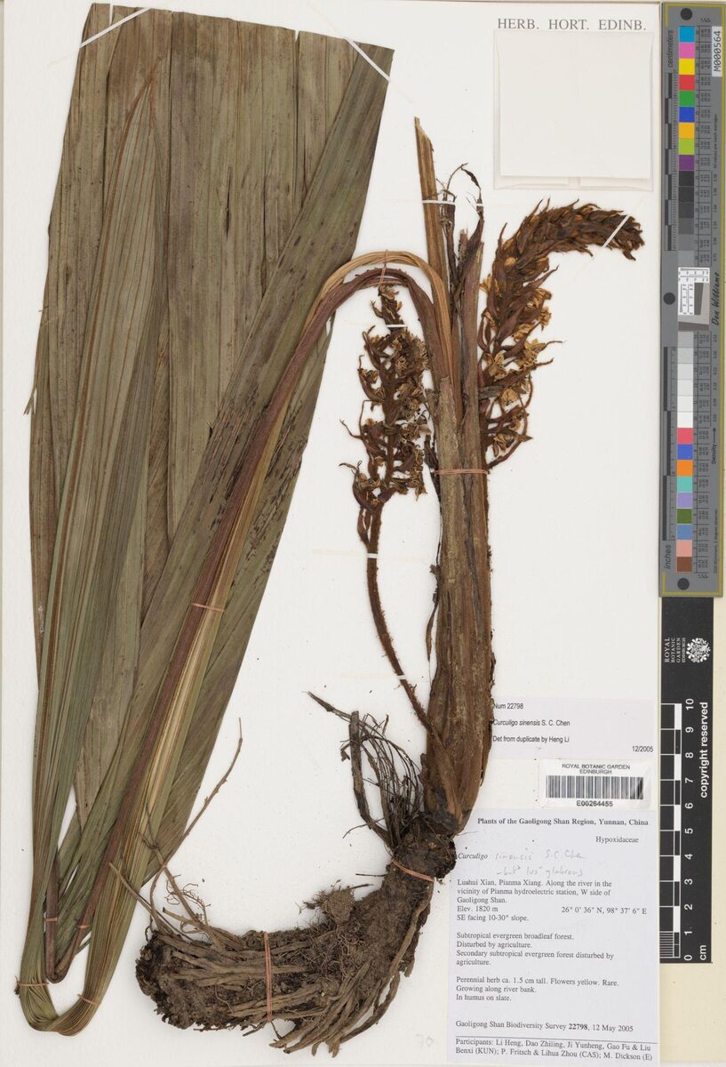 Curculigo sinensis — photo