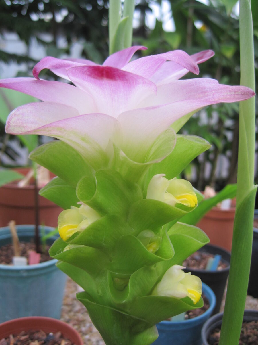 Curcuma heyneana (Pale turmeric) — photo