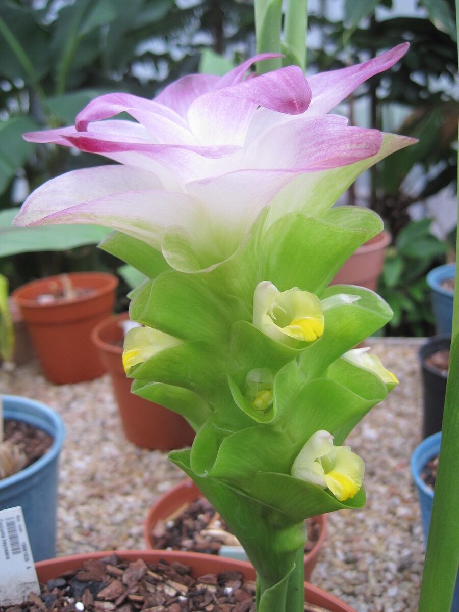 Curcuma heyneana (Pale turmeric) — photo