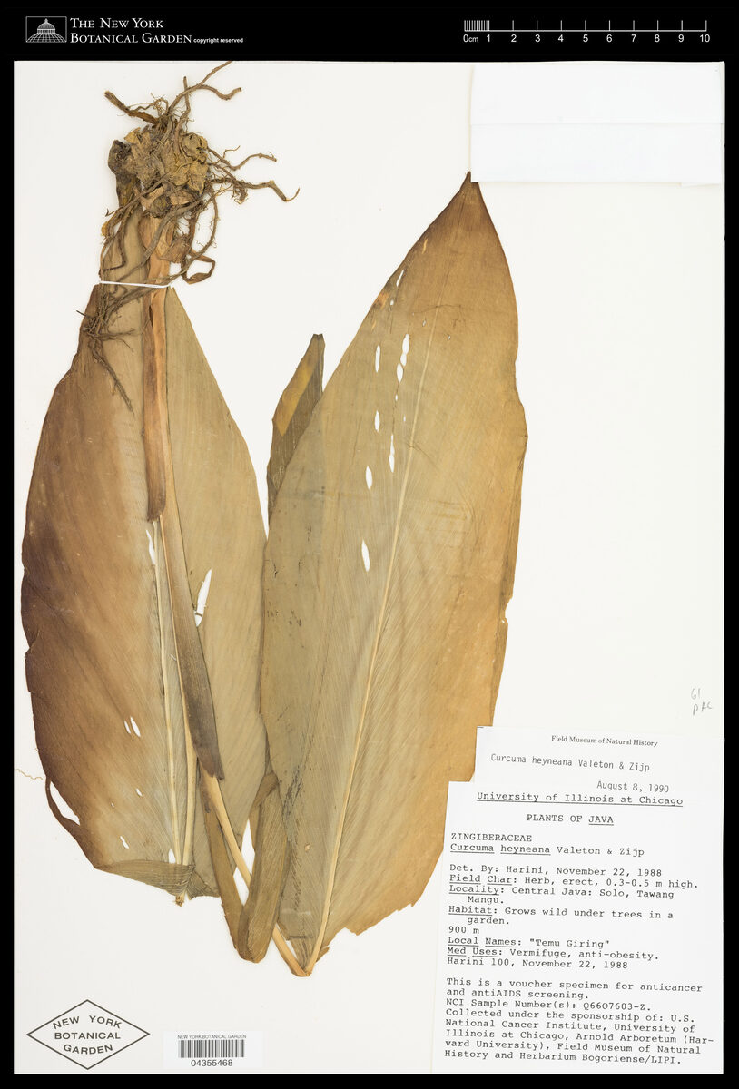 Curcuma heyneana