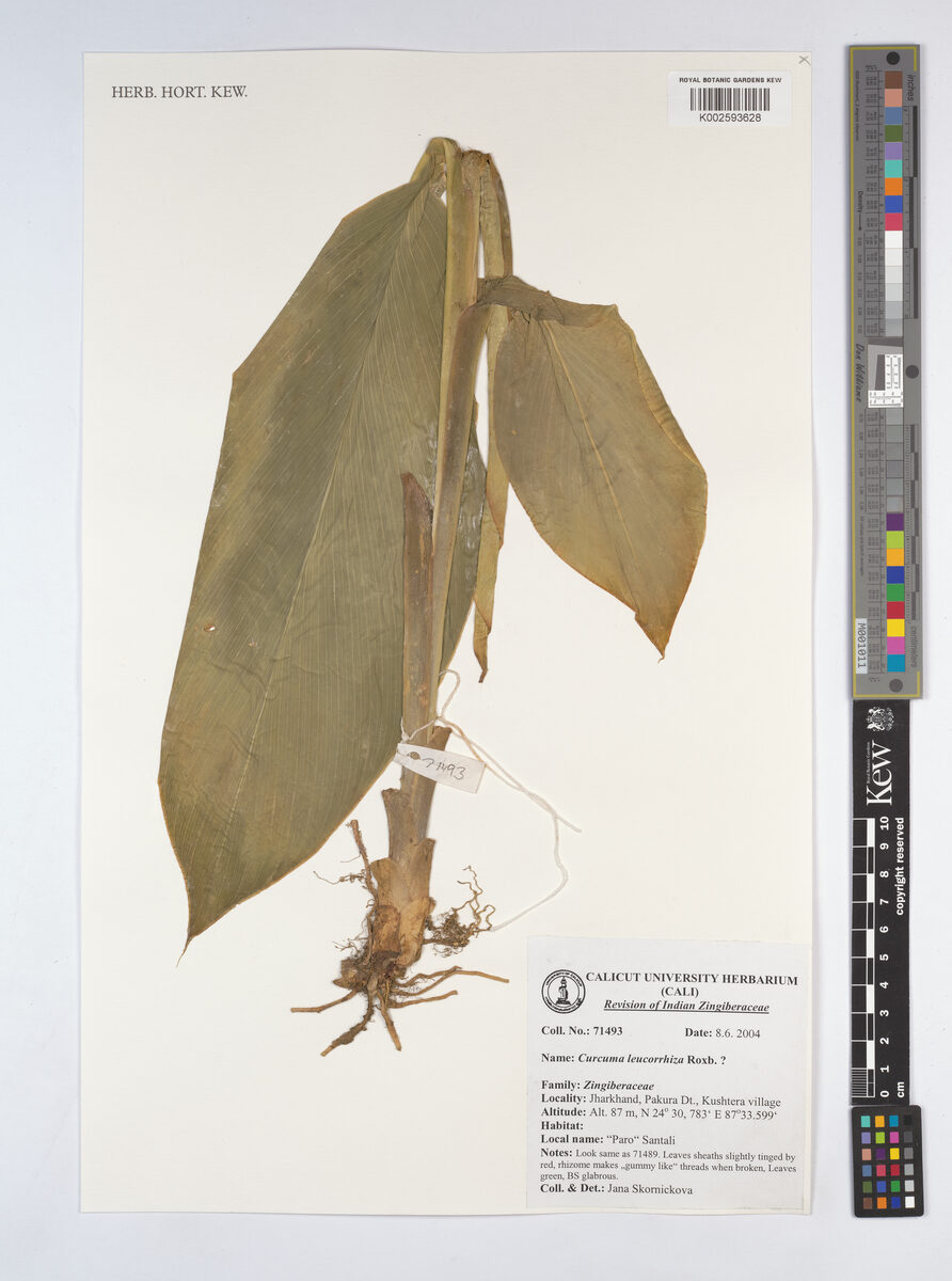 Curcuma leucorrhiza (Tikar) — photo