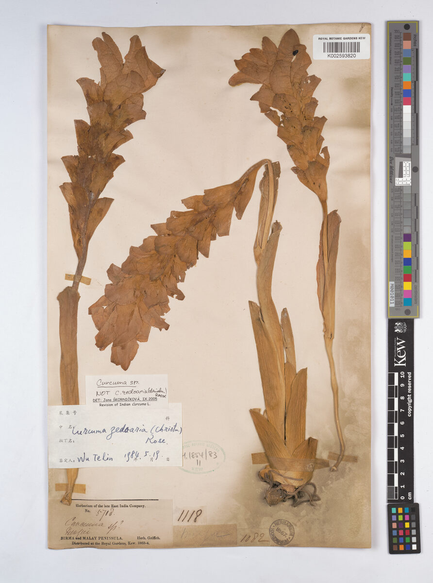 Curcuma leucorrhiza (Tikar) — photo