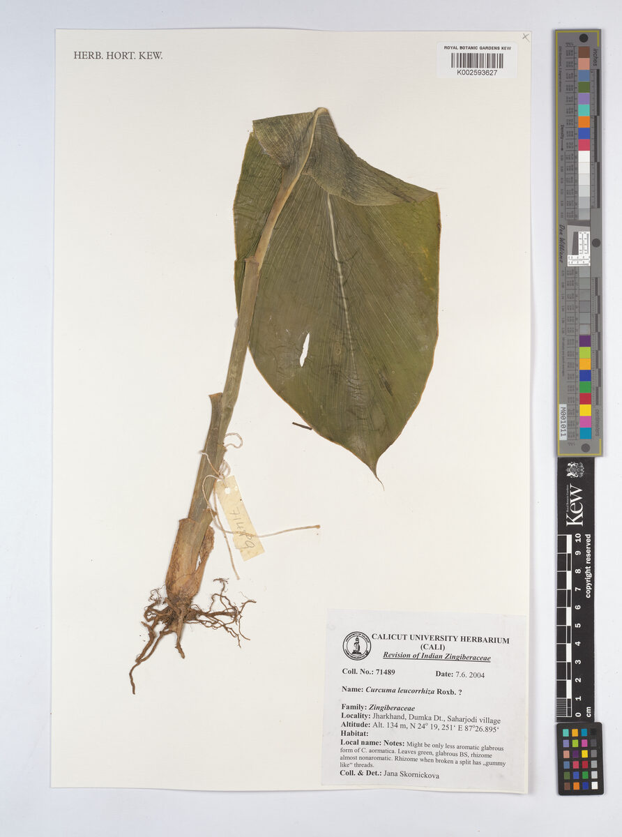 Curcuma leucorrhiza