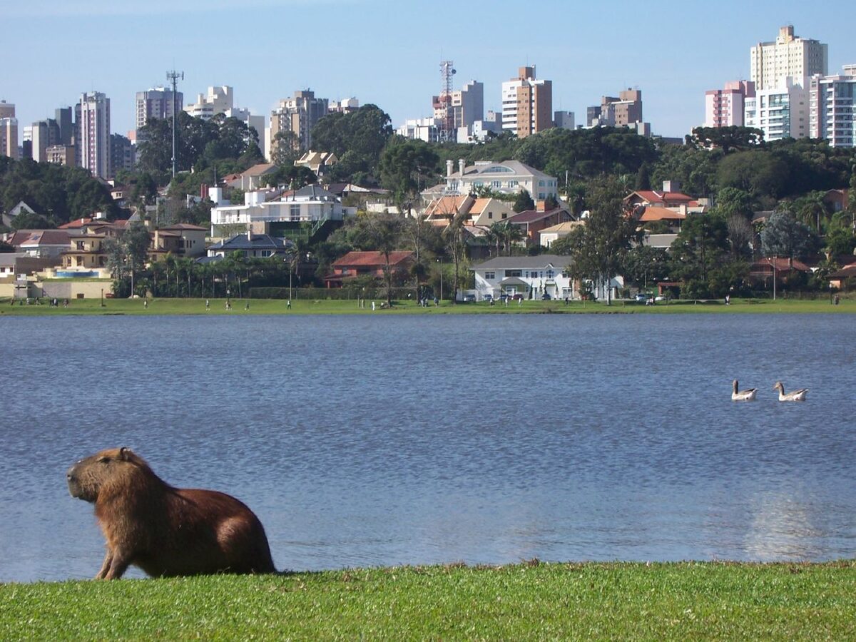 Curitiba prismatica (Curitiba) — photo