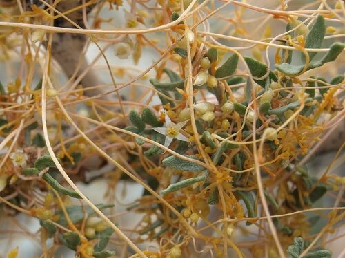 Cuscuta californica (California Dodder) — photo