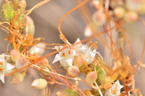 Cuscuta californica (California Dodder) — photo