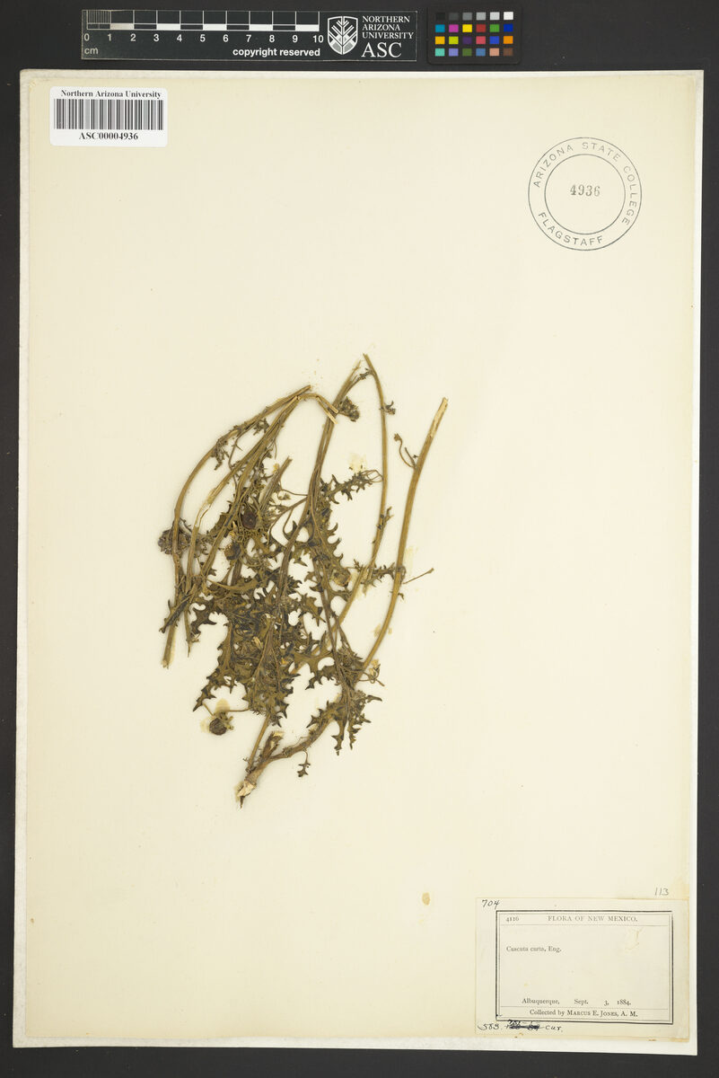 Cuscuta curta — photo