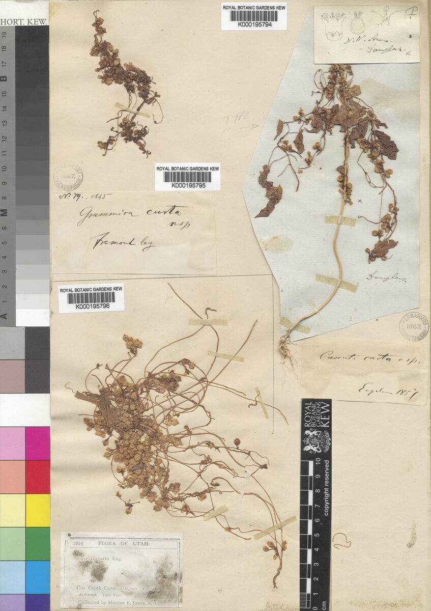 Cuscuta curta — photo