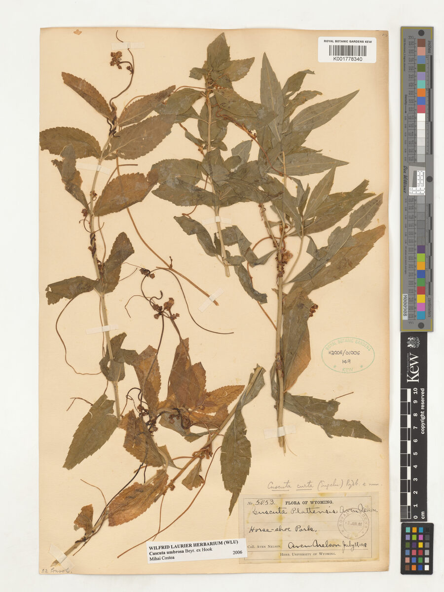 Cuscuta curta