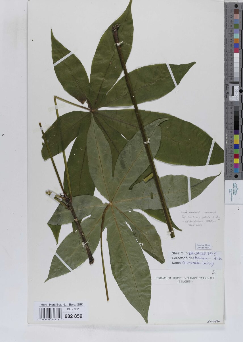 Cussonia brieyi (Loka-loka) — photo