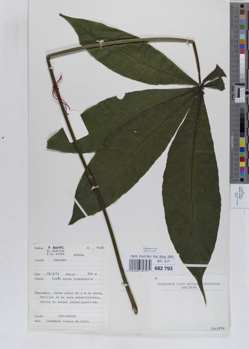 Cussonia brieyi