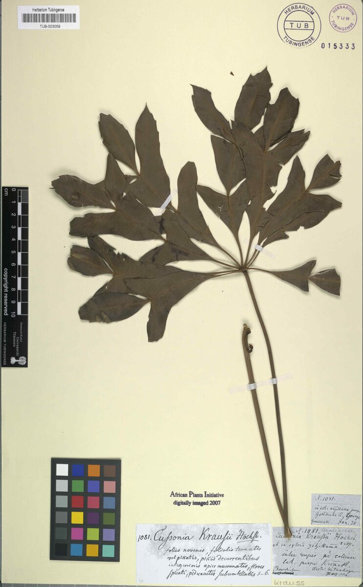 Cussonia kraussii (Krauss’s cabbage tree) — photo