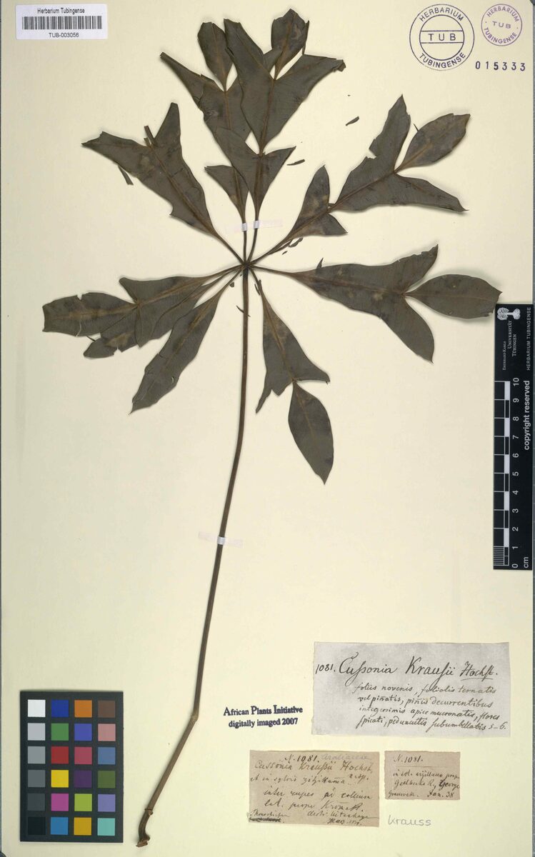 Cussonia kraussii (Krauss’s cabbage tree) — photo