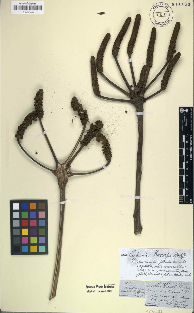Cussonia kraussii