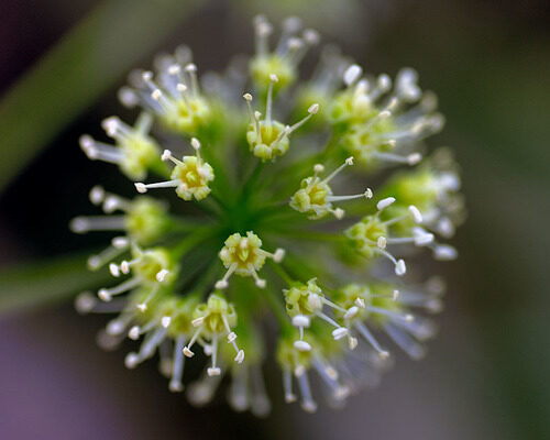 Cussonia spicata (Cabbage tree) — photo