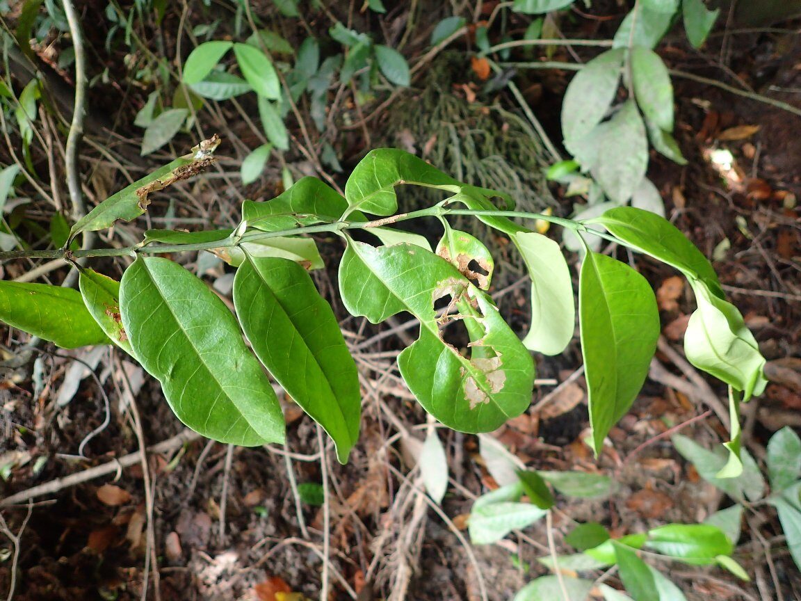 Cuviera angolensis — photo