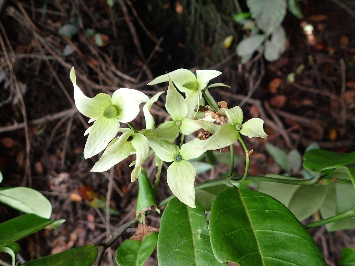 Cuviera angolensis — photo