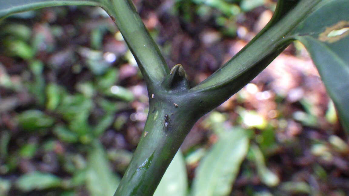 Cuviera letestui — photo