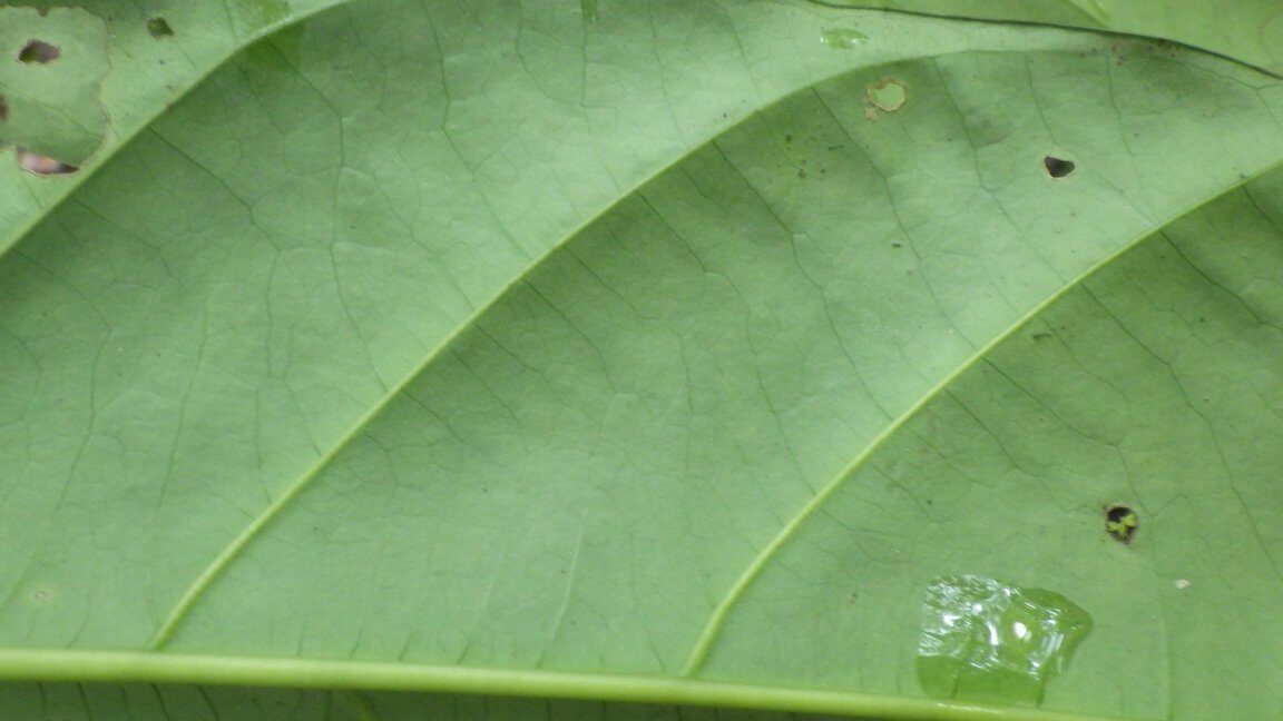 Cuviera letestui — photo