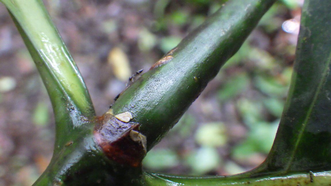 Cuviera letestui