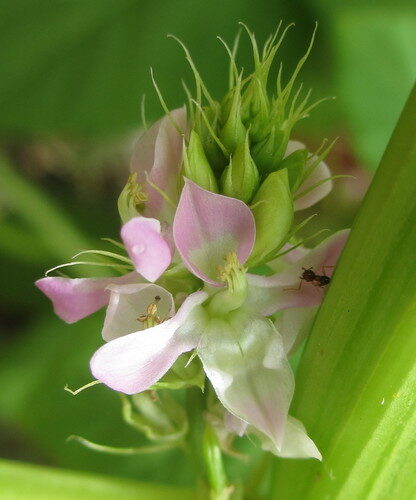 Cyamopsis tetragonoloba (Guar bean) — photo