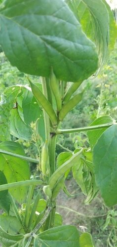 Cyamopsis tetragonoloba (Guar bean) — photo