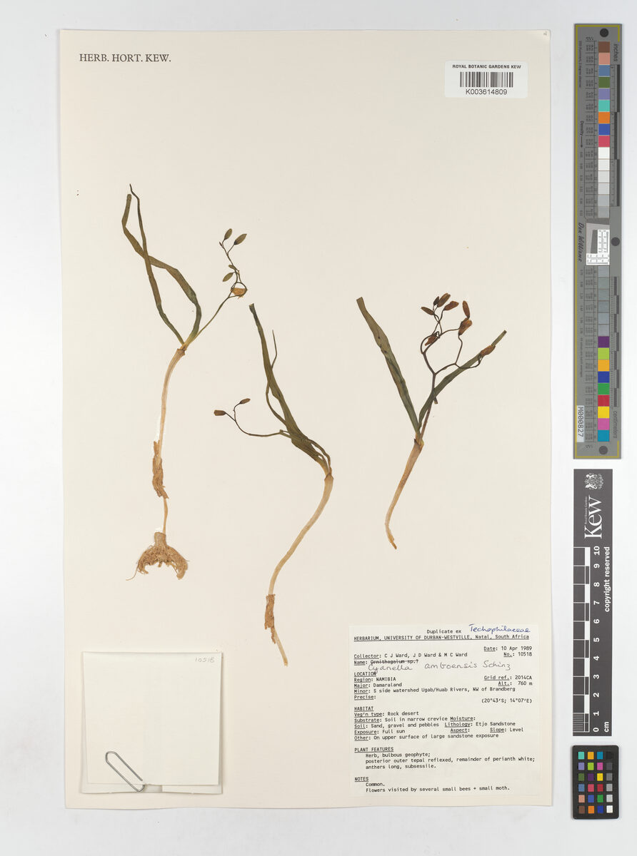 Cyanella amboensis
