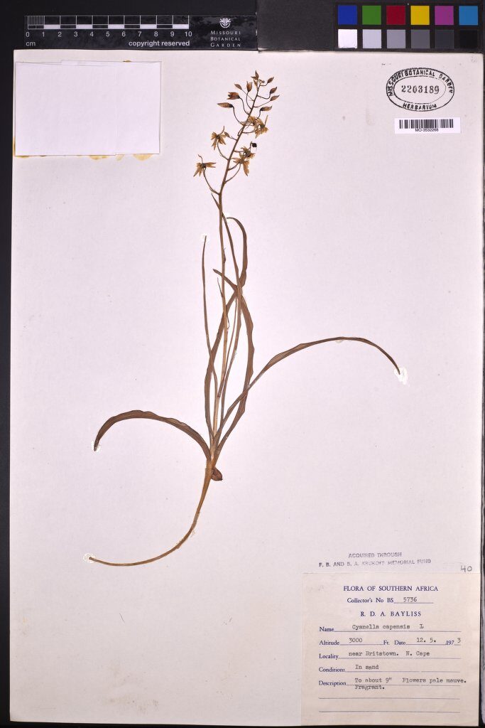 Cyanella capensis (Lady's Hand) — photo