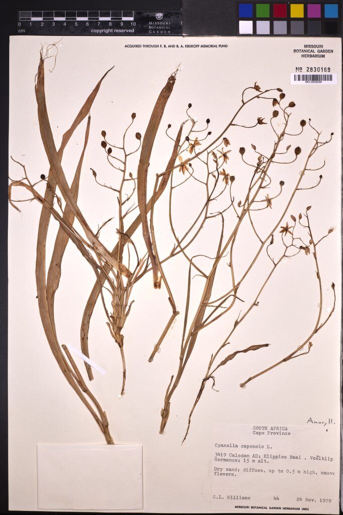 Cyanella capensis