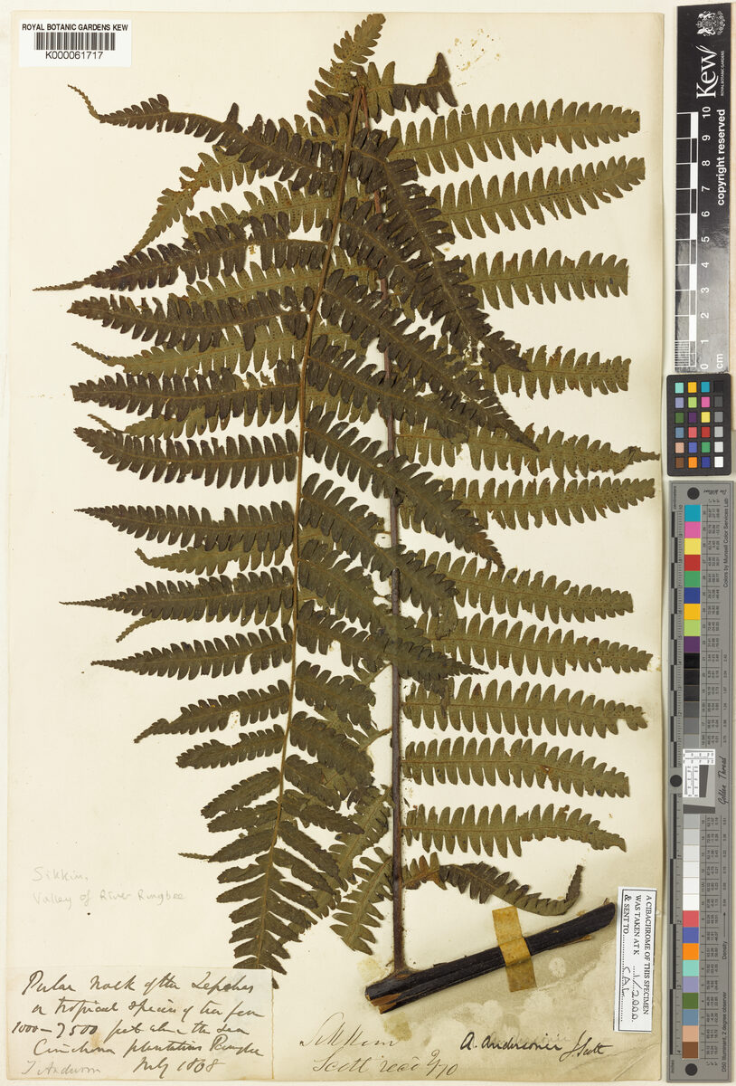 Cyathea andersonii — photo