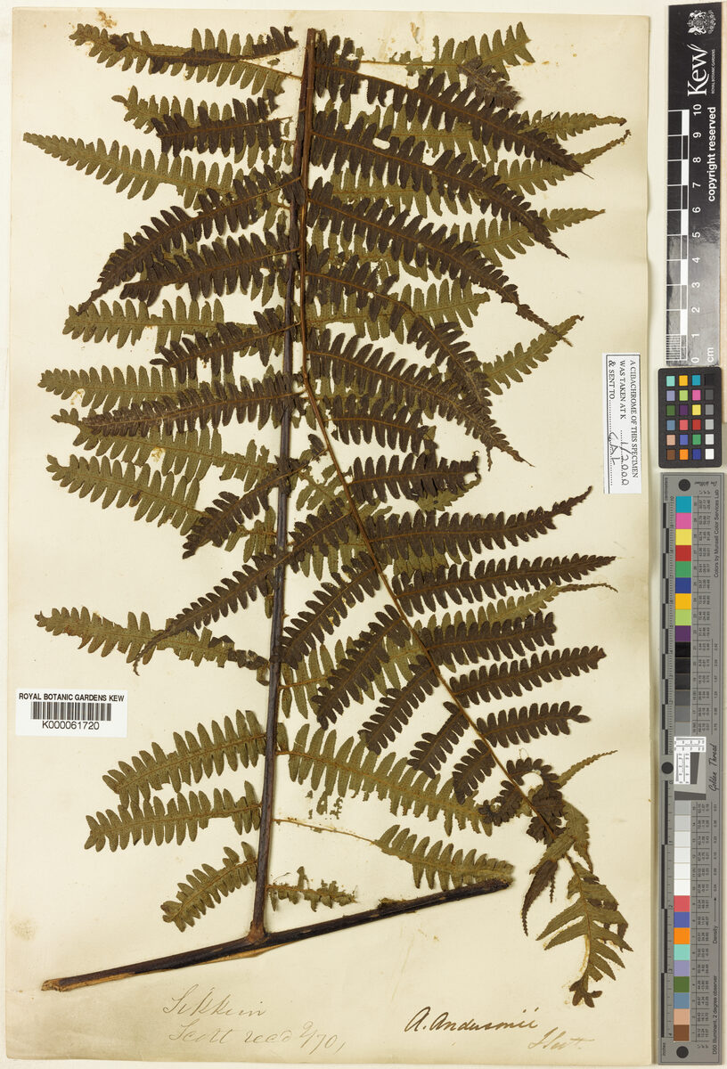 Cyathea andersonii — photo