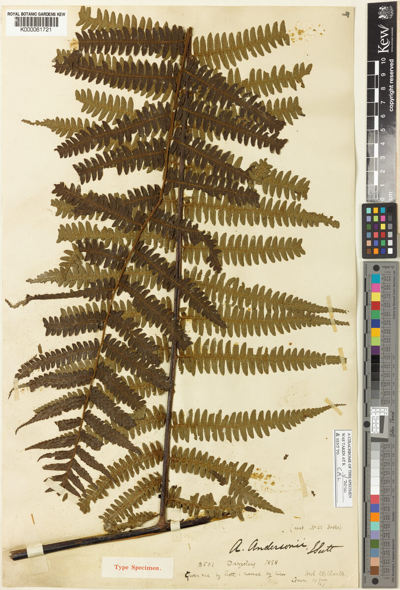 Cyathea andersonii