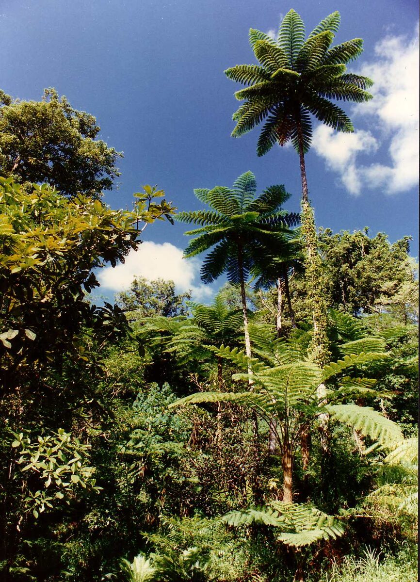 Cyathea angiensis (Tree fern) — photo