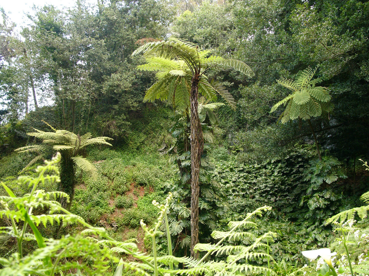 Cyatheaceae
