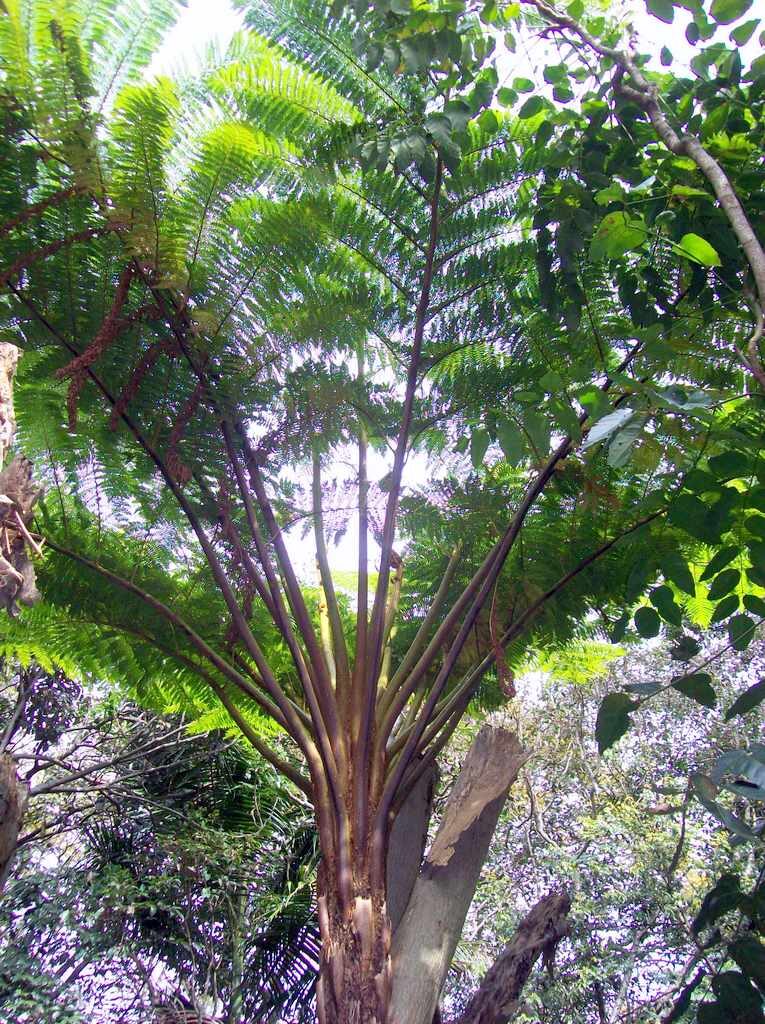 Cyathea brackenridgei (Kwa'e bulu) — photo