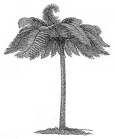Cyathea hornei