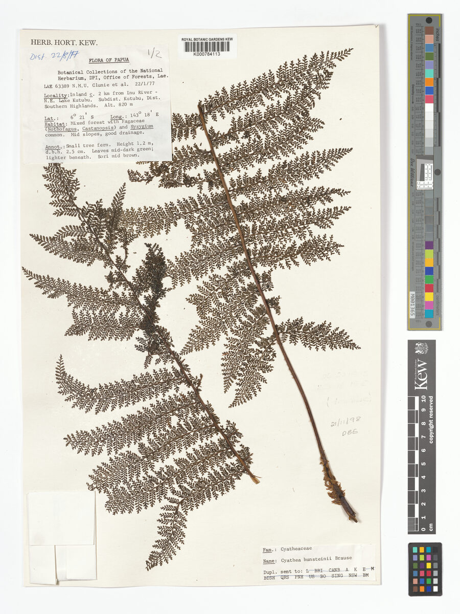 Cyathea hunsteiniana — photo