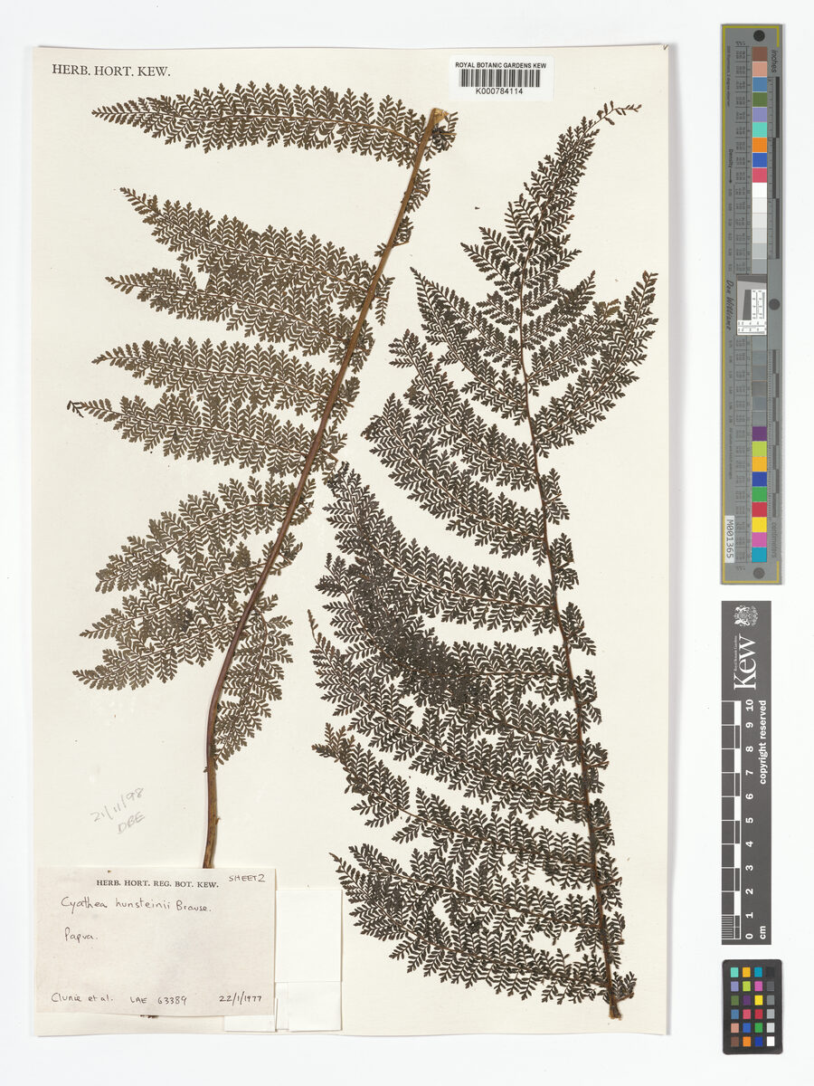 Cyathea hunsteiniana — photo