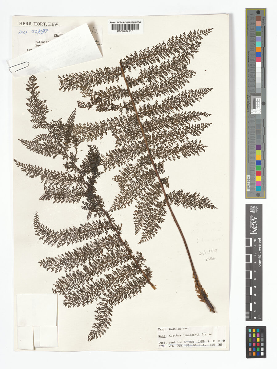 Cyathea hunsteiniana