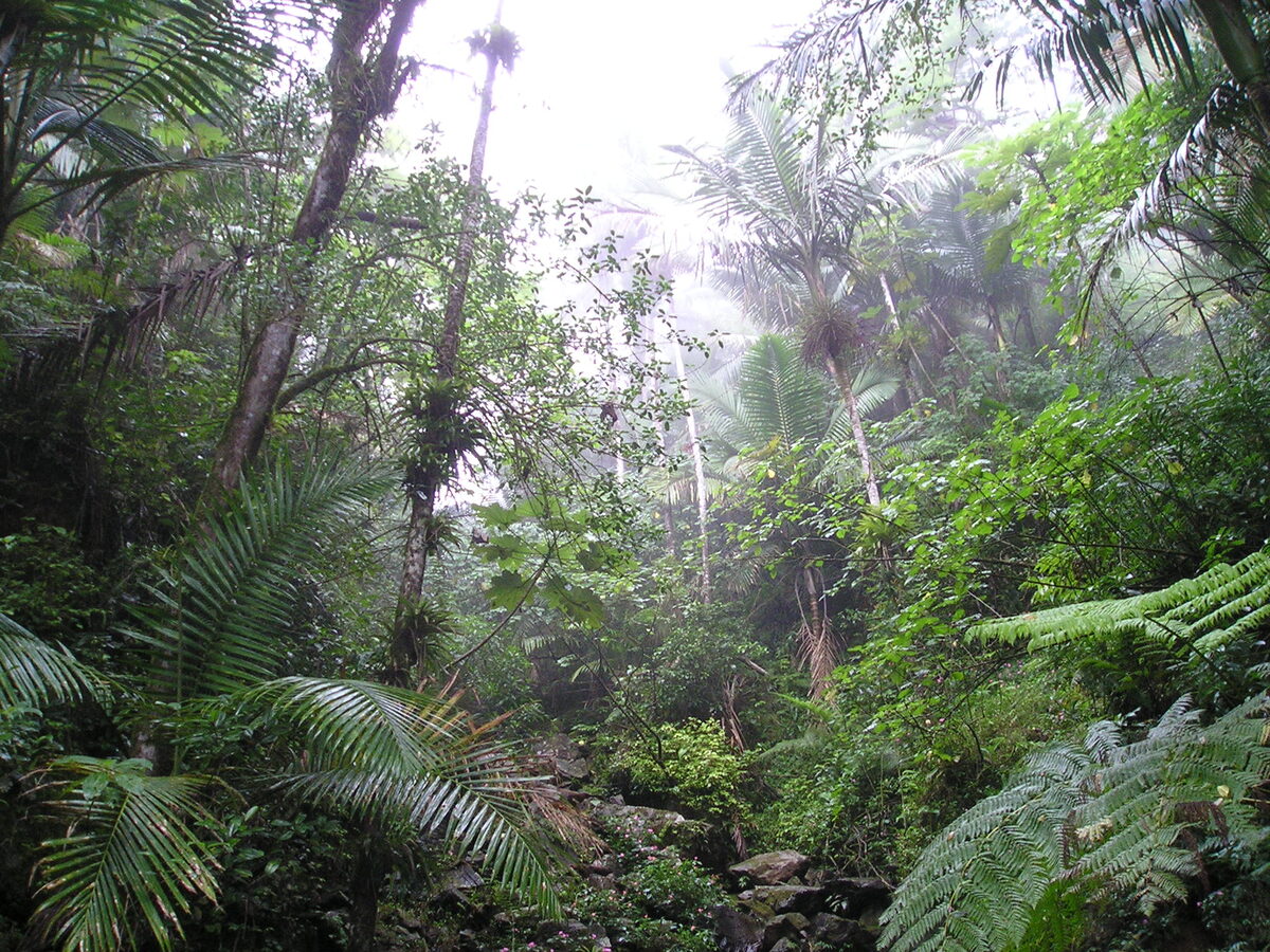 Cyathea vittata (Kwa'e bala) — photo
