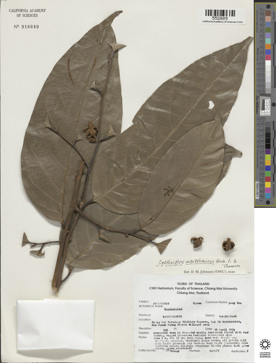 Cyathocalyx martabanicus