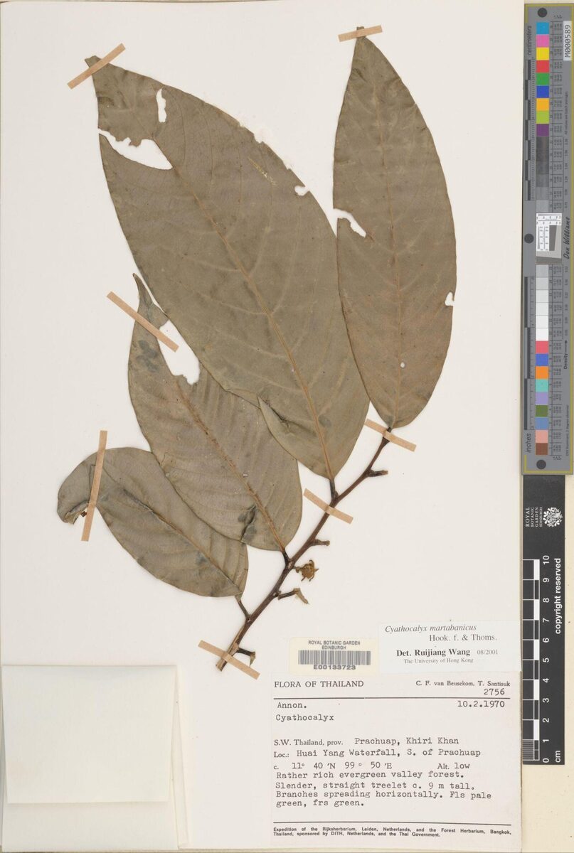 Cyathocalyx martabanicus — photo