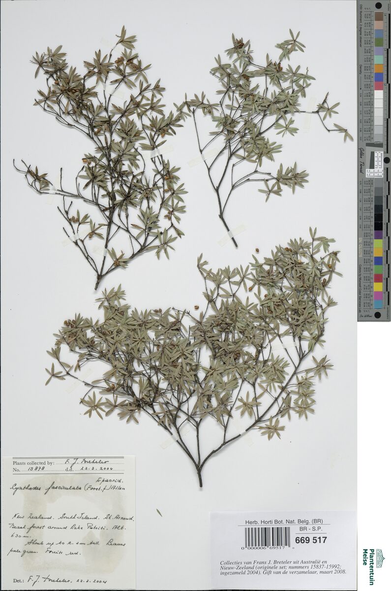 Cyathodes fasciculata - (G.Forst.)Allan. — photo