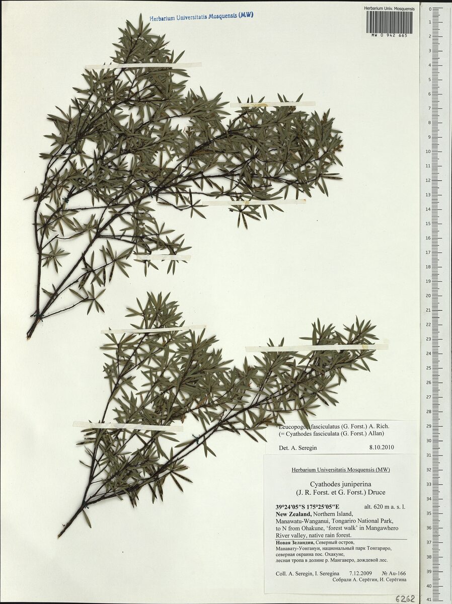 Epacridaceae