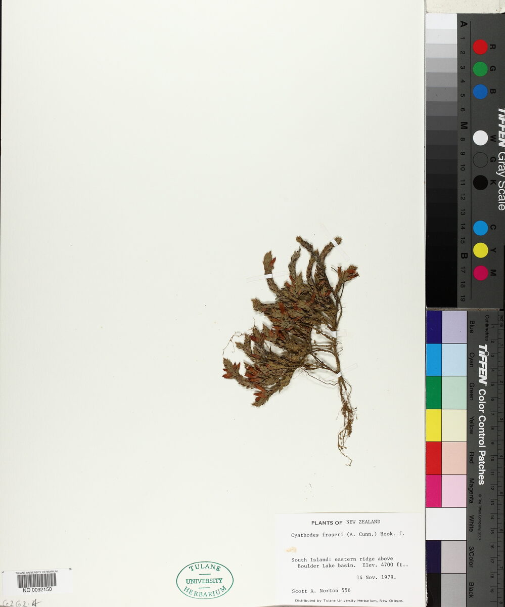 Cyathodes fraseri - (A.Cunn.)Allan. — photo
