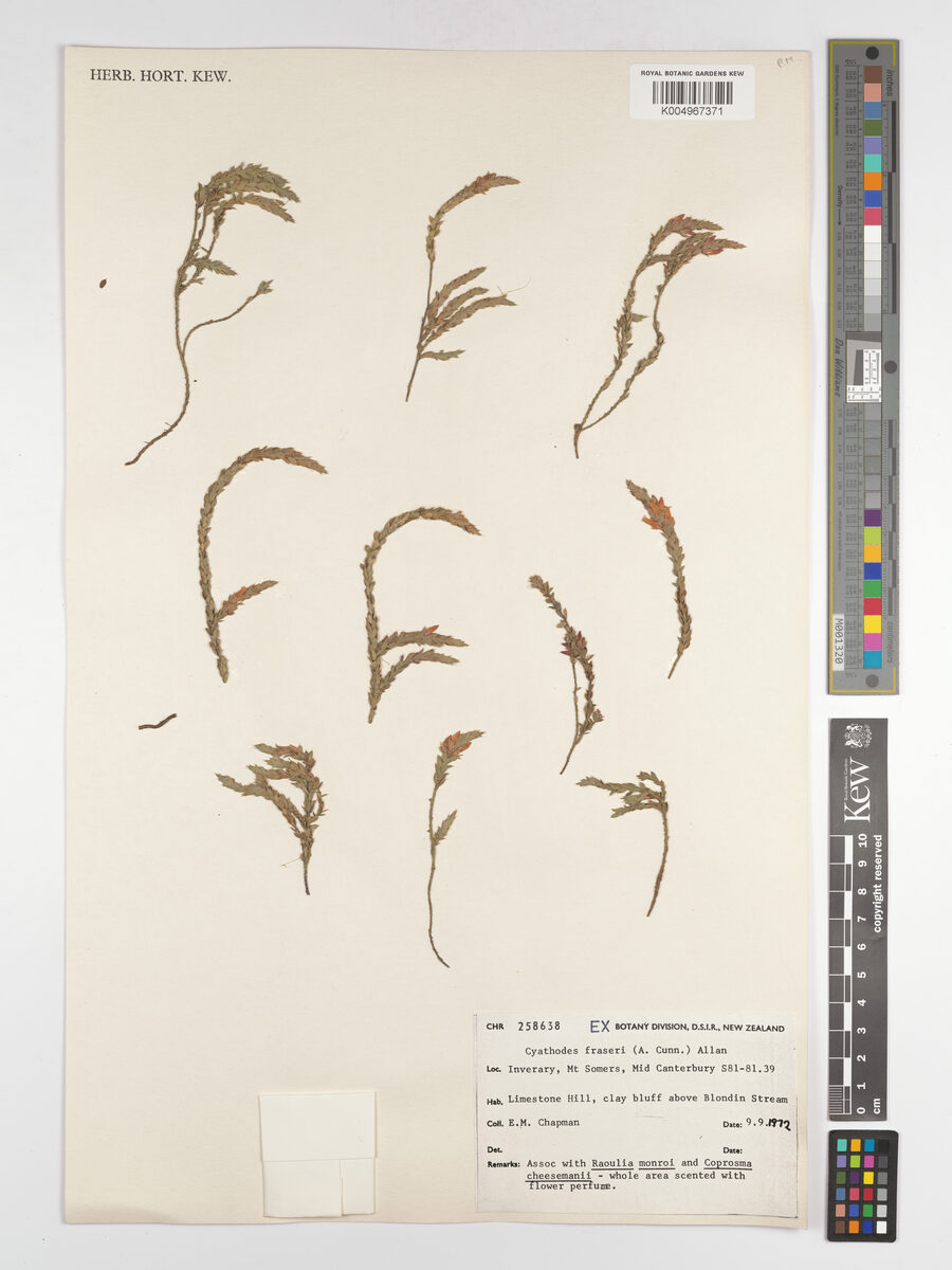 Cyathodes fraseri - (A.Cunn.)Allan. — photo